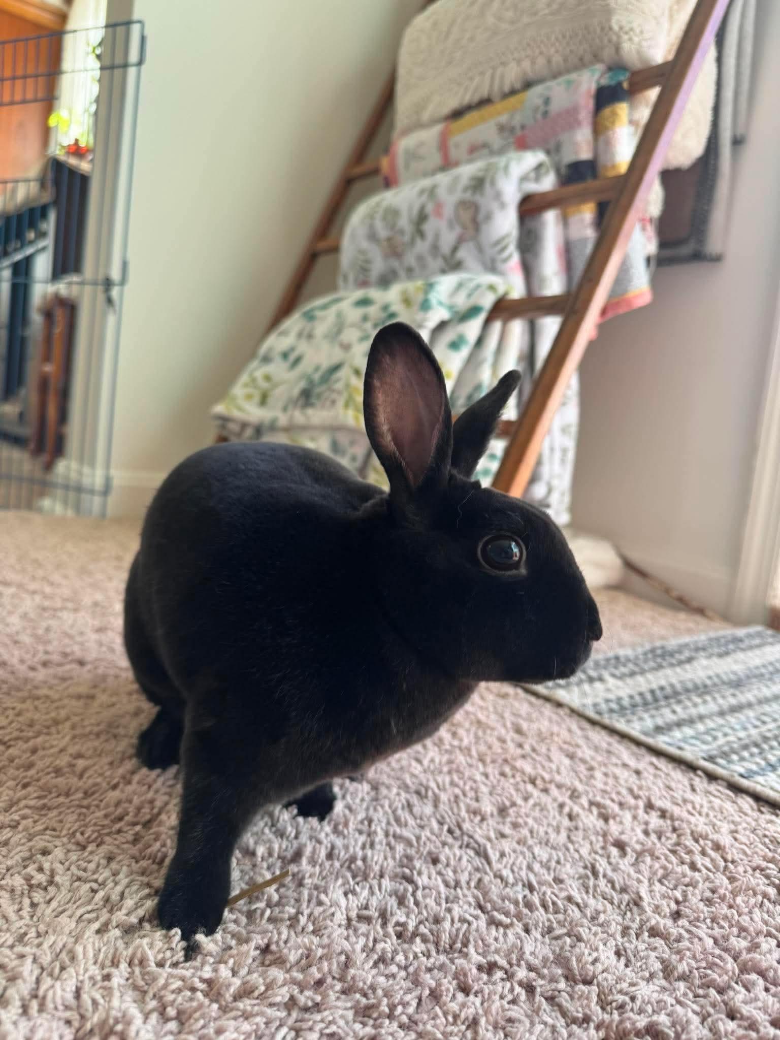 Enlarge Blitz, an adopted Mini Rex in Omaha, NE image 4/5