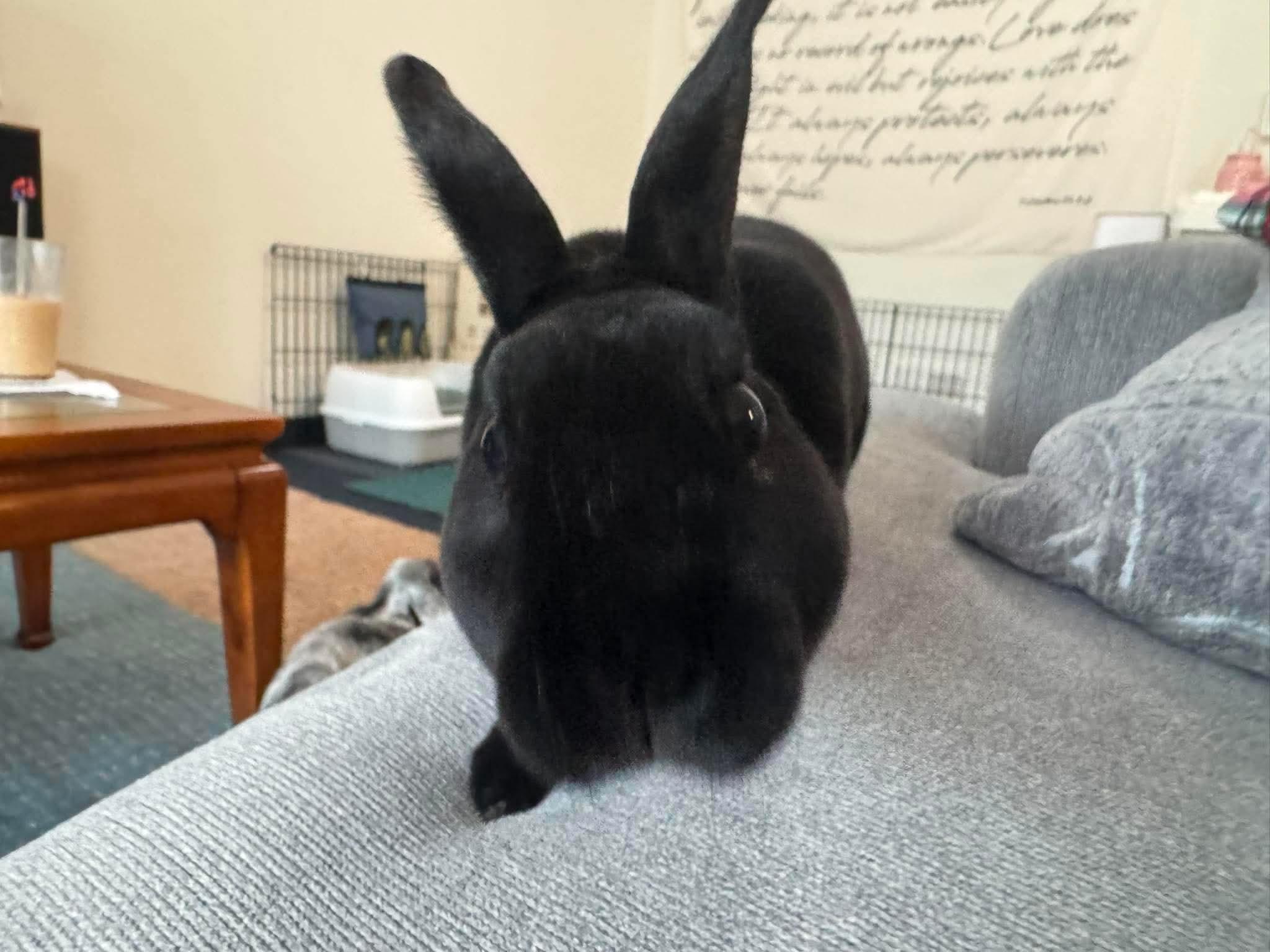 Enlarge Blitz, an adopted Mini Rex in Omaha, NE image 5/5