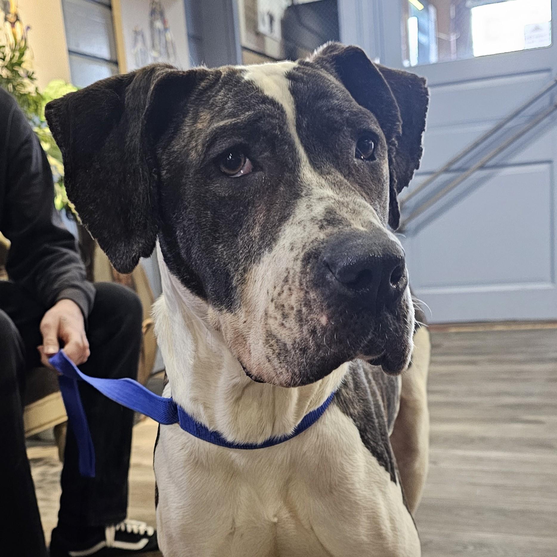 Camo, Young Female Presa Canario