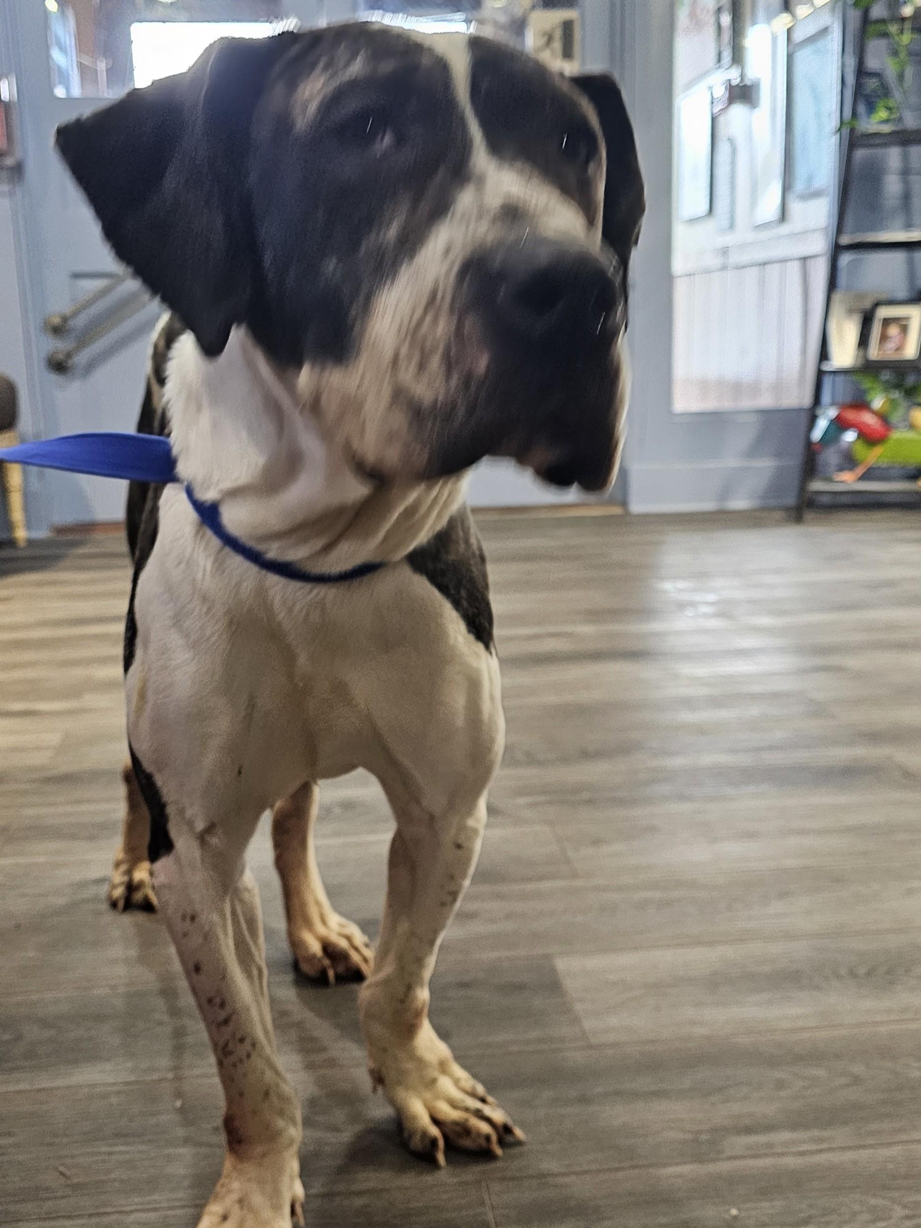 Camo, a Adoptable Presa Canario in Toledo, OH image 5/5