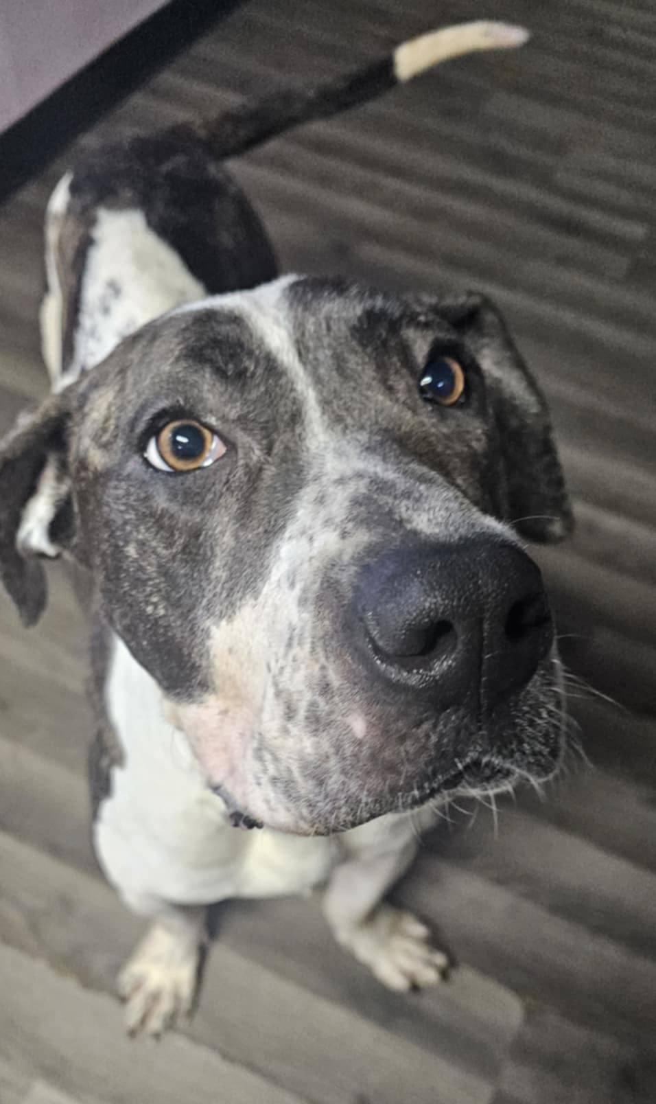 Camo, a Adoptable Presa Canario in Toledo, OH image 2/5