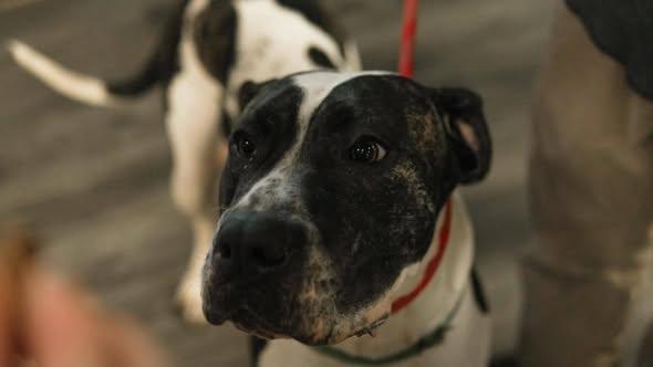 Enlarge Camo, a Adoptable Presa Canario in Toledo, OH image 2/5