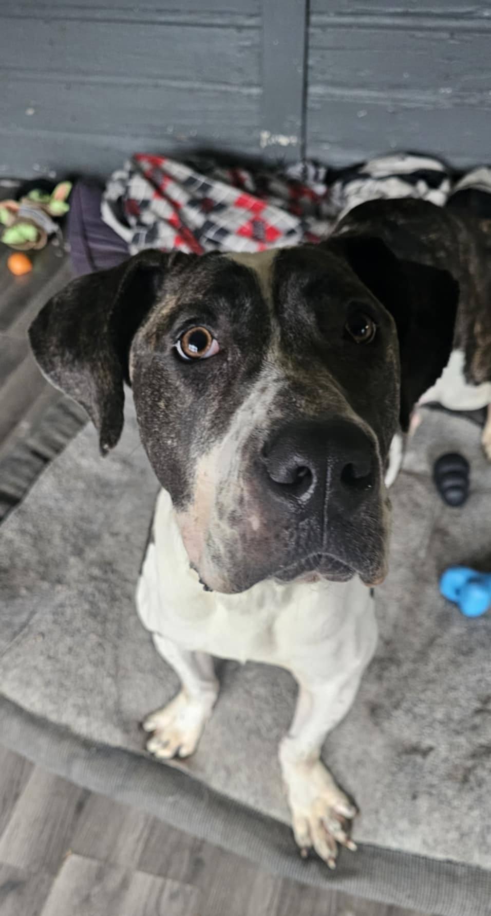 Camo, a Adoptable Presa Canario in Toledo, OH image 3/5