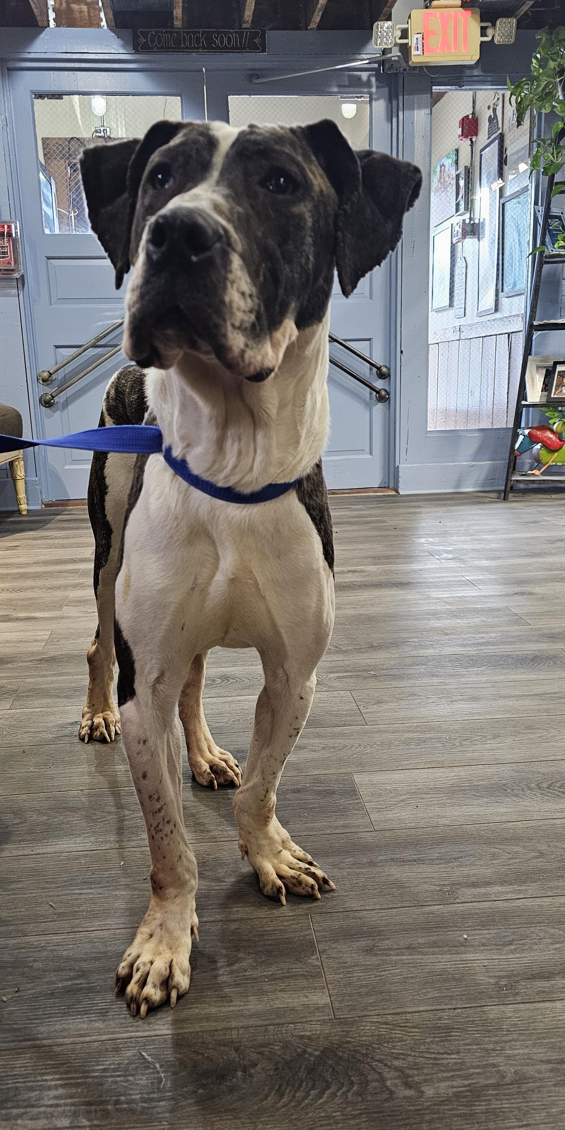 Camo, a Adoptable Presa Canario in Toledo, OH image 4/5