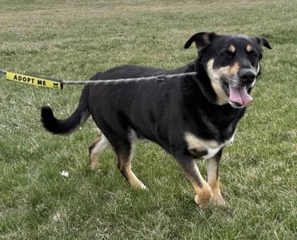 Enlarge Key, a ADOPTABLE mixed breed in Hamilton, MT image 4/4