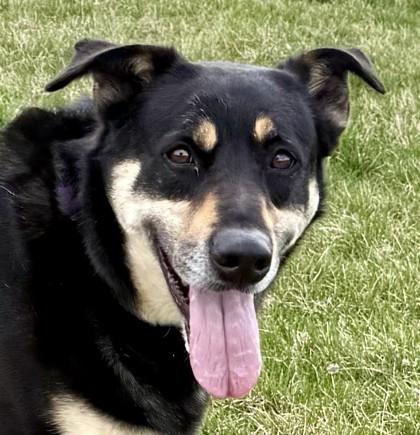 Enlarge Key, a ADOPTABLE mixed breed in Hamilton, MT image 3/4