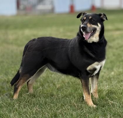 Enlarge Key, a ADOPTABLE mixed breed in Hamilton, MT image 2/4