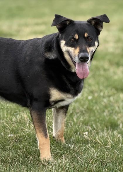 Enlarge Key, a ADOPTABLE mixed breed in Hamilton, MT image 1/4