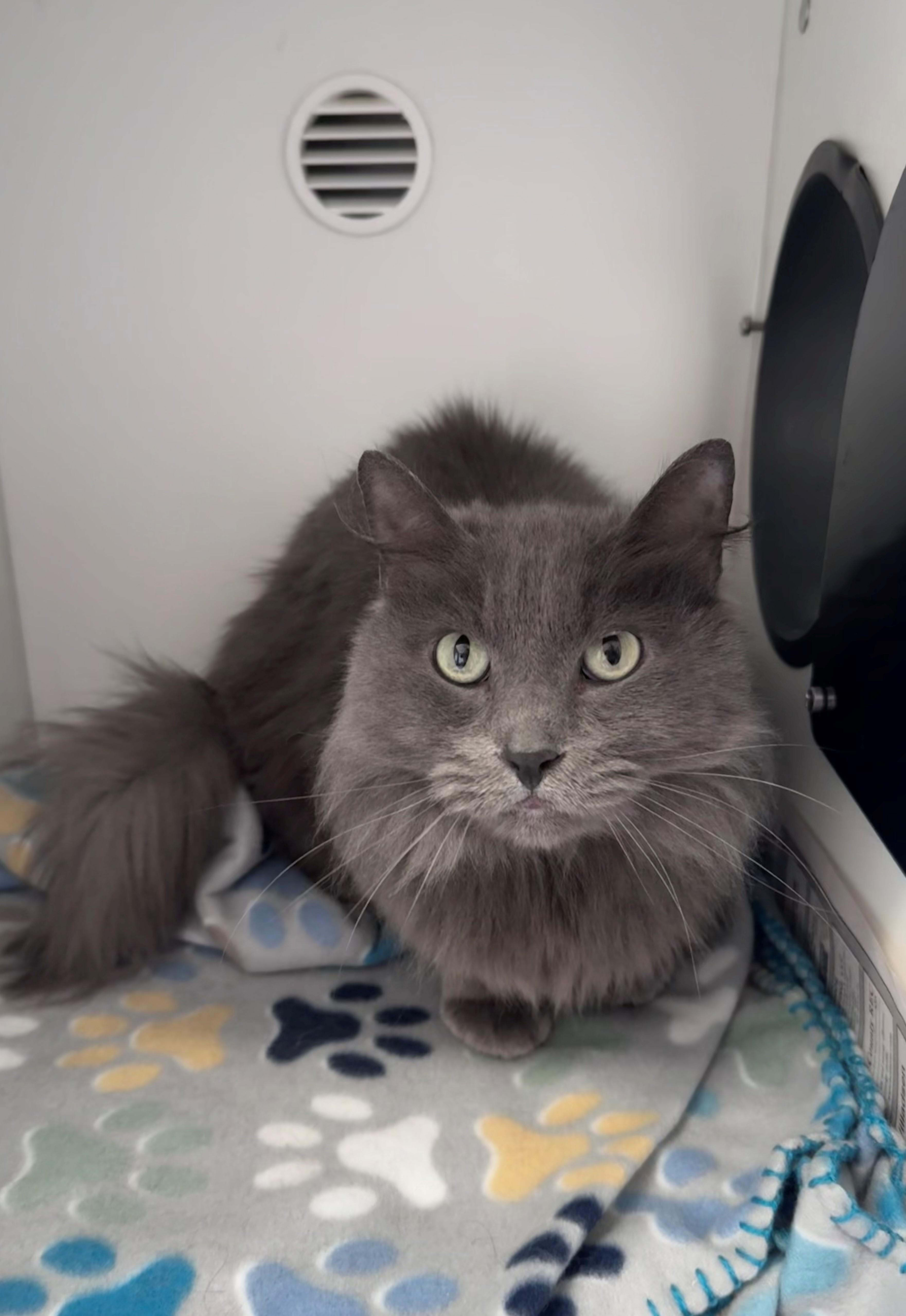 Sushi, a ADOPTABLE Domestic Long Hair in Mason City, IA image 1/2