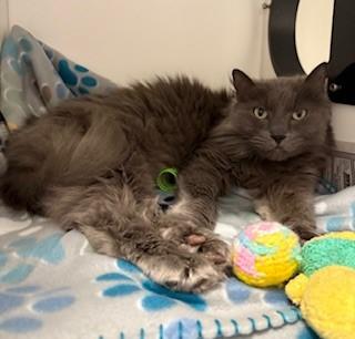 Sushi, a ADOPTABLE Domestic Long Hair in Mason City, IA image 2/2