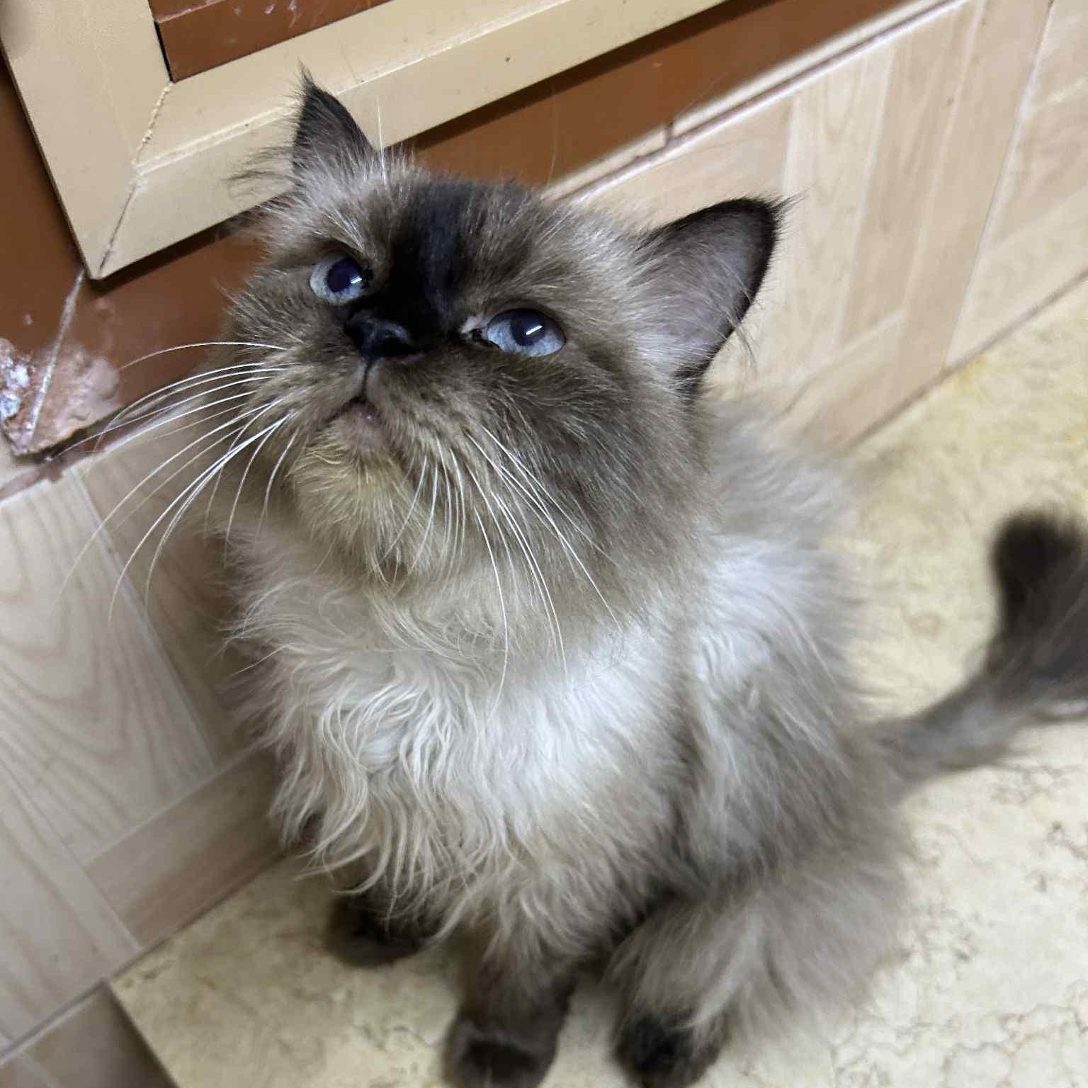 Zarie, an adoptable Ragdoll, Himalayan in Brampton, ON, L6P 2E9 | Photo Image 1