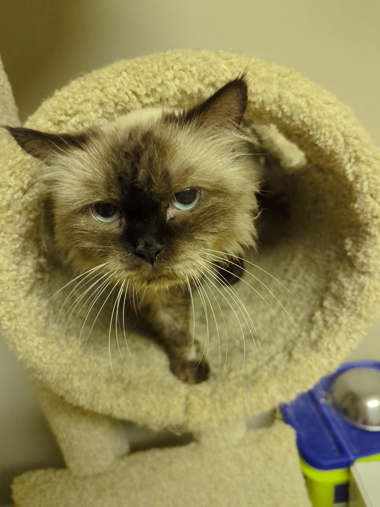 Zarie, an adoptable Ragdoll, Himalayan in Brampton, ON, L6P 2E9 | Photo Image 5