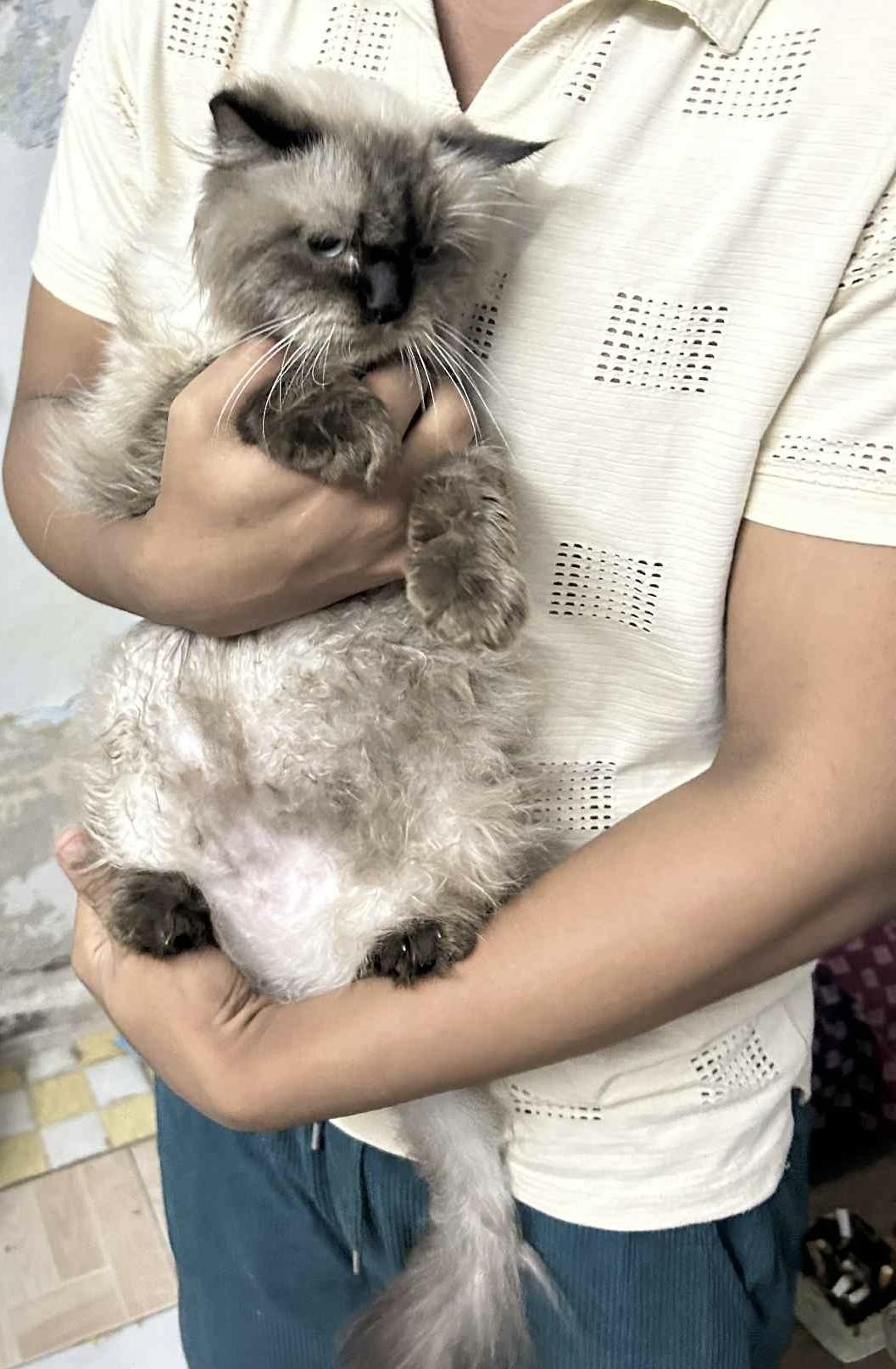 Zarie, an adoptable Ragdoll, Himalayan in Brampton, ON, L6P 2E9 | Photo Image 3