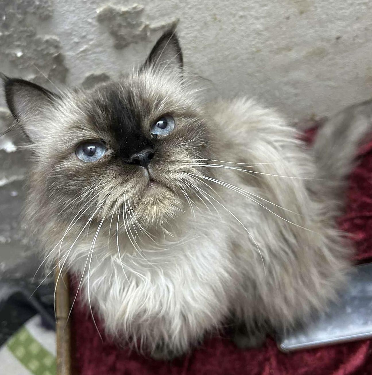 Zarie, an adoptable Ragdoll, Himalayan in Brampton, ON, L6P 2E9 | Photo Image 4