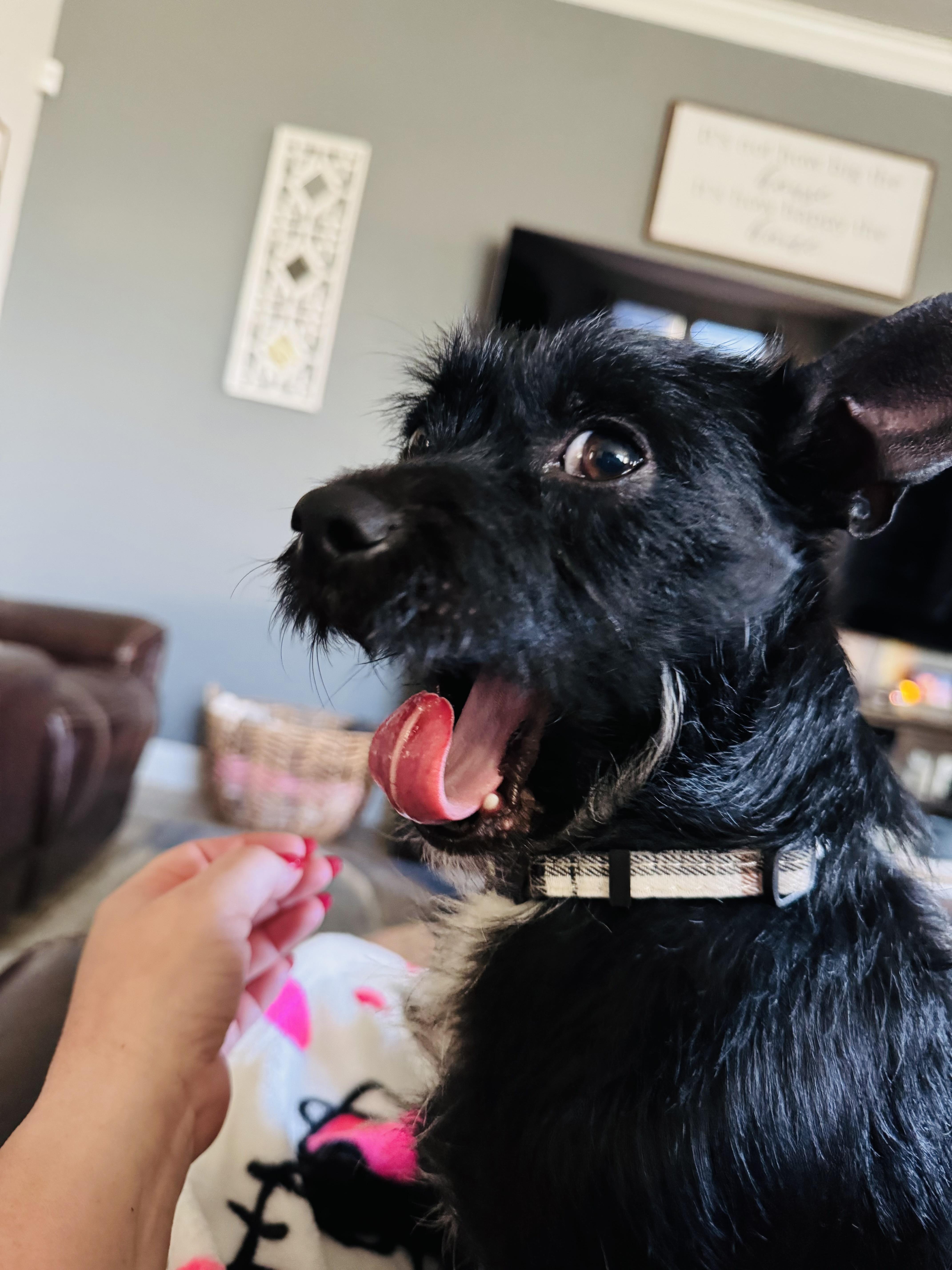 Enlarge Teddy, an adopted mixed breed in Albany , NY image 5/6