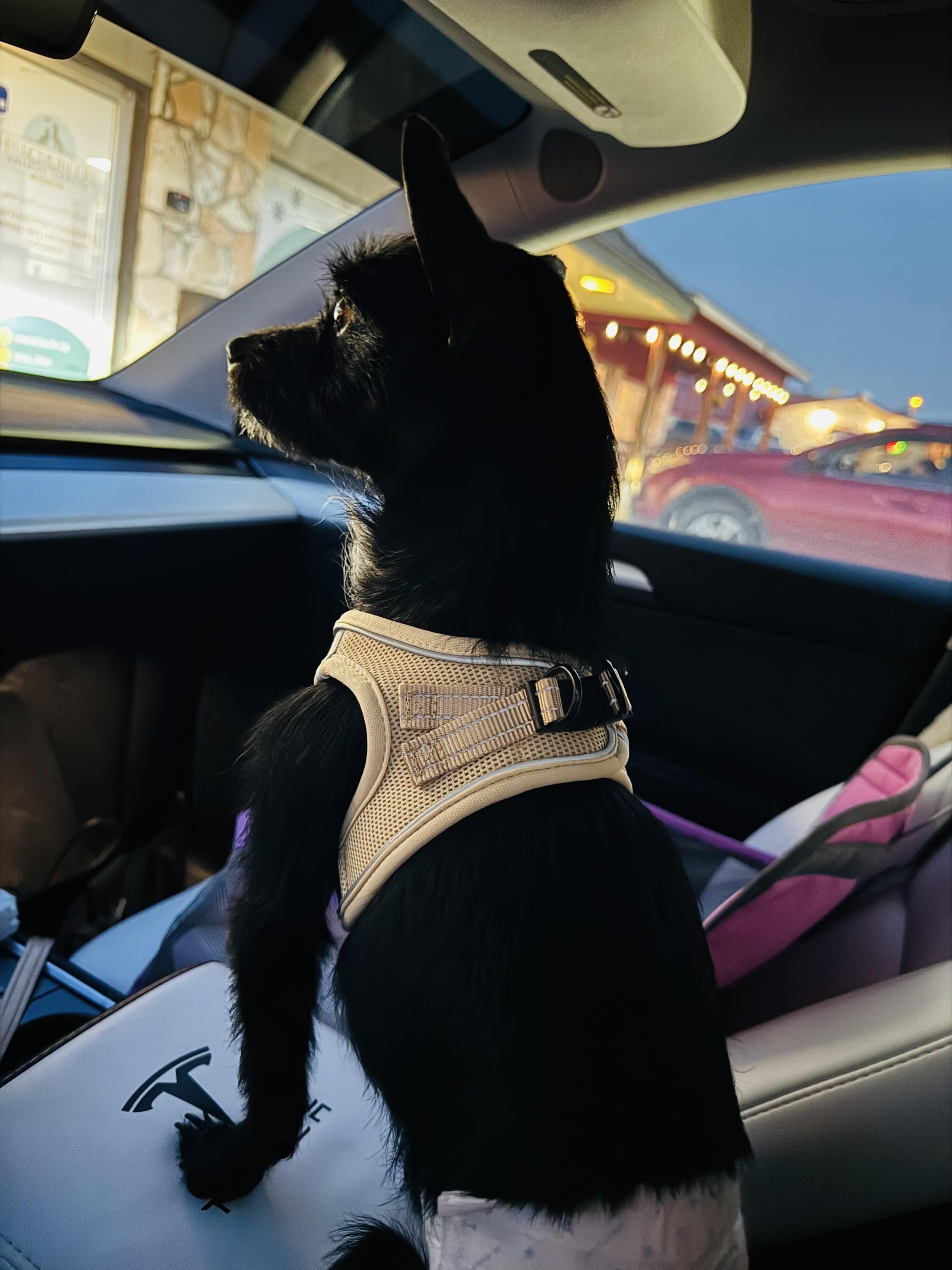 Enlarge Teddy, an adopted mixed breed in Albany , NY image 6/6