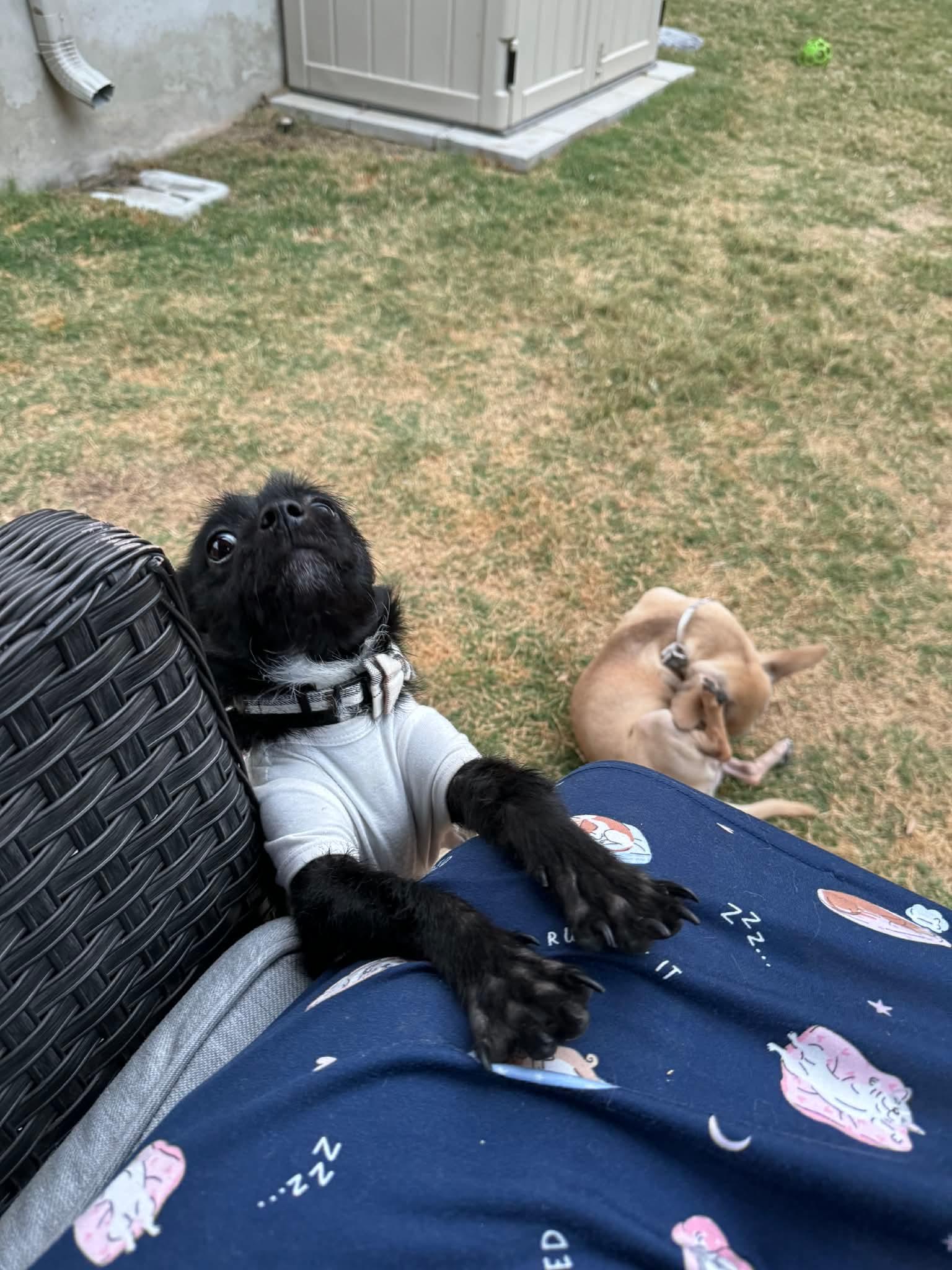 Enlarge Teddy, an adopted mixed breed in Albany , NY image 2/6