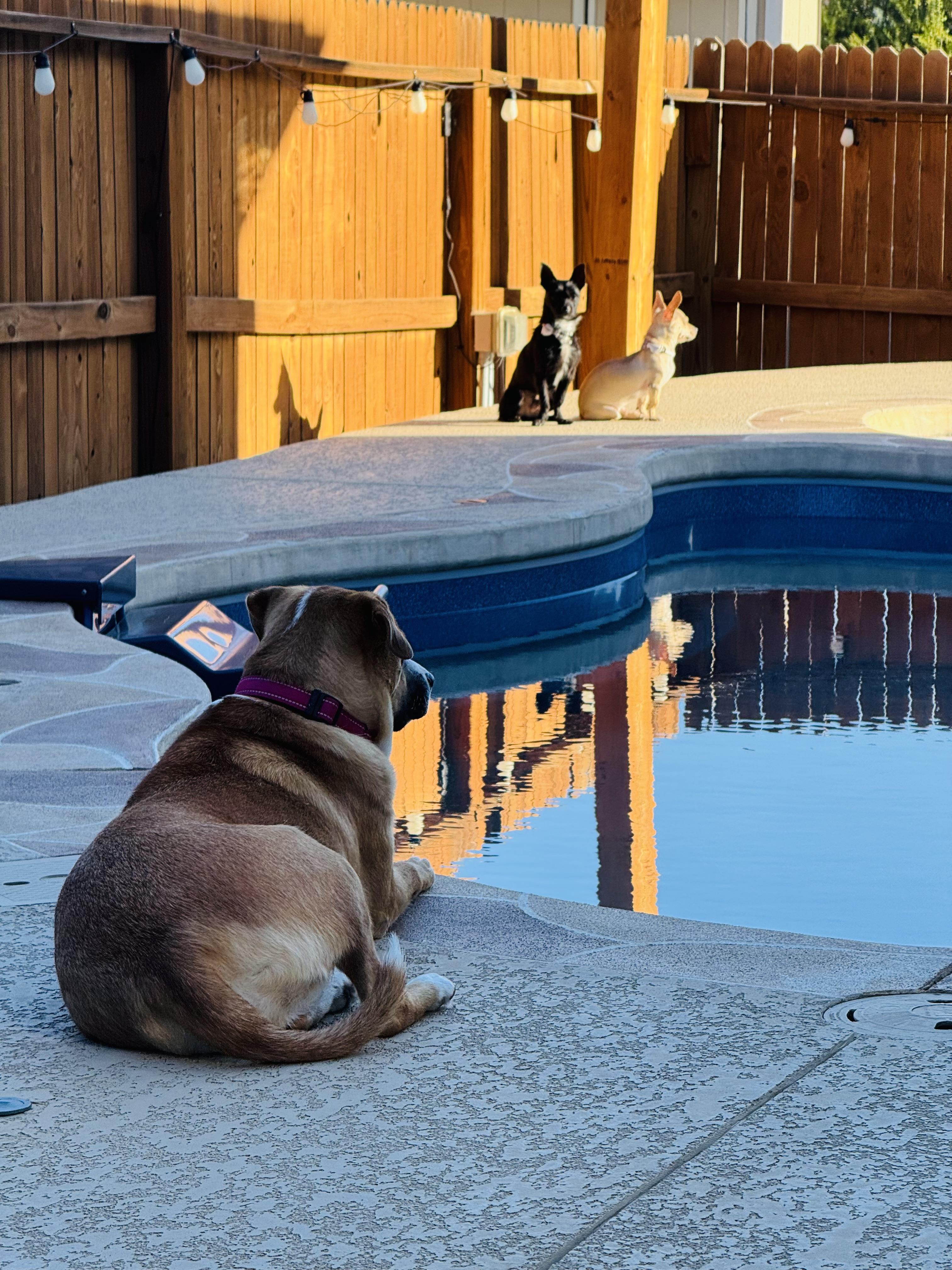 Enlarge Teddy, an adopted mixed breed in Albany , NY image 4/6