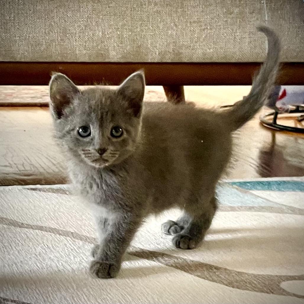 Enlarge Stormy (Shimmer), a Adoptable Domestic Medium Hair in Cartersville, GA image 1/3