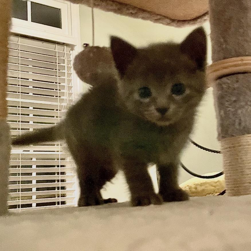 Enlarge Stormy (Shimmer), a Adoptable Domestic Medium Hair in Cartersville, GA image 3/3