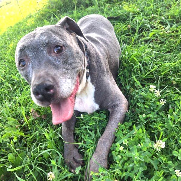 Enlarge Wrigley, a Adoptable Pit Bull Terrier in Albert Lea, MN image 1/6
