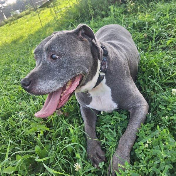 Enlarge Wrigley, a Adoptable Pit Bull Terrier in Albert Lea, MN image 2/6