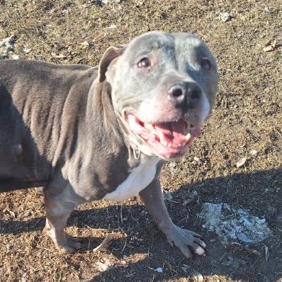 Enlarge Wrigley, a Adoptable Pit Bull Terrier in Albert Lea, MN image 3/6