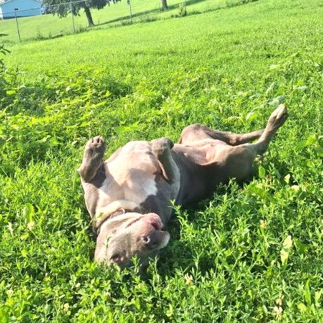 Enlarge Wrigley, a Adoptable Pit Bull Terrier in Albert Lea, MN image 4/6