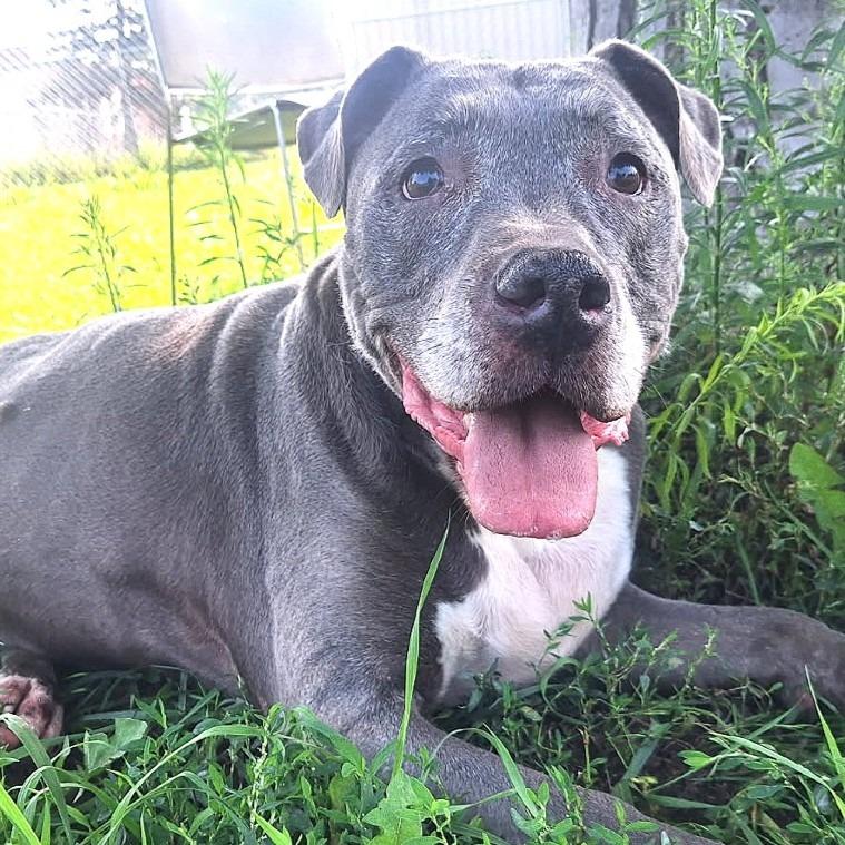 Enlarge Wrigley, a Adoptable Pit Bull Terrier in Albert Lea, MN image 5/6