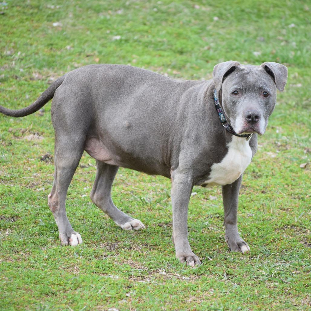 Enlarge Wrigley, a Adoptable Pit Bull Terrier in Albert Lea, MN image 6/6