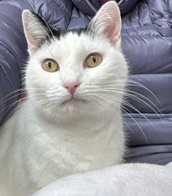 Enlarge Baily, an adopted mixed breed in Pasadena, CA image 1/5