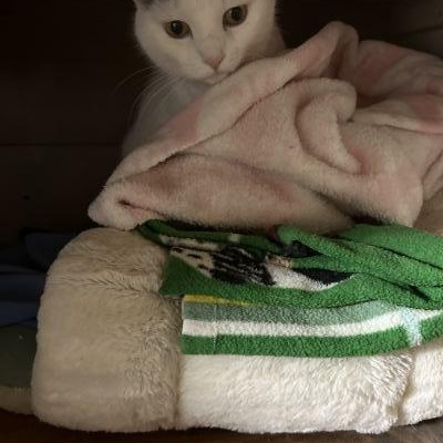 Enlarge Baily, an adopted mixed breed in Pasadena, CA image 2/5