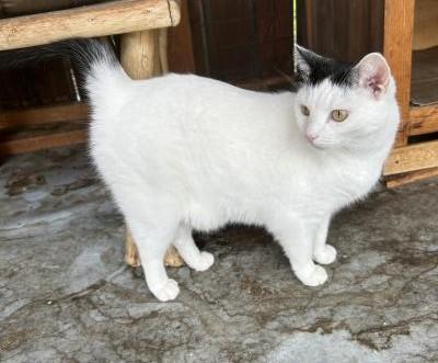 Enlarge Baily, an adopted mixed breed in Pasadena, CA image 3/5