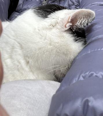 Enlarge Baily, an adopted mixed breed in Pasadena, CA image 5/5