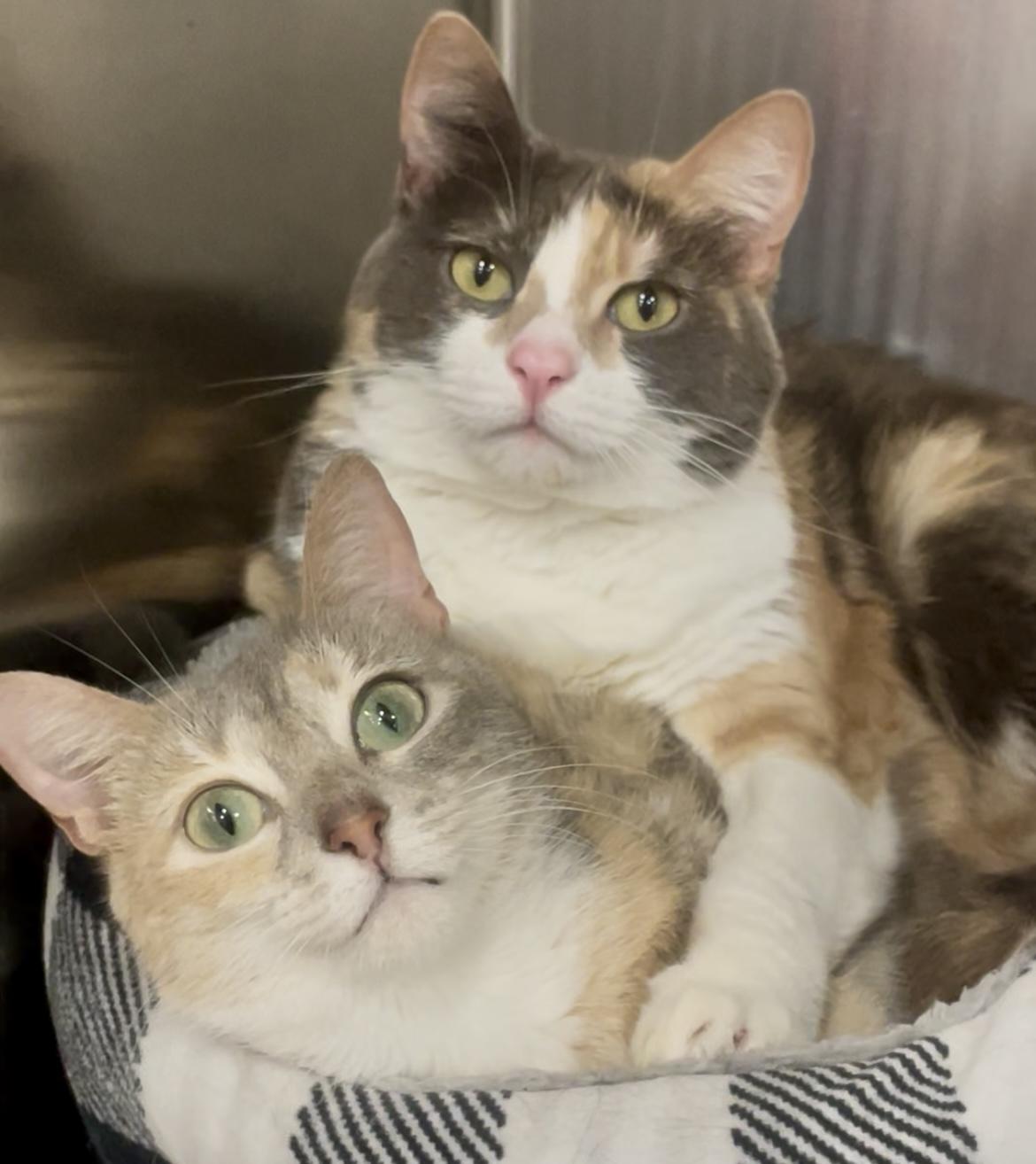 Enlarge Miku and Saya, a Adoptable mixed breed in Baton Rouge, LA image 2/3