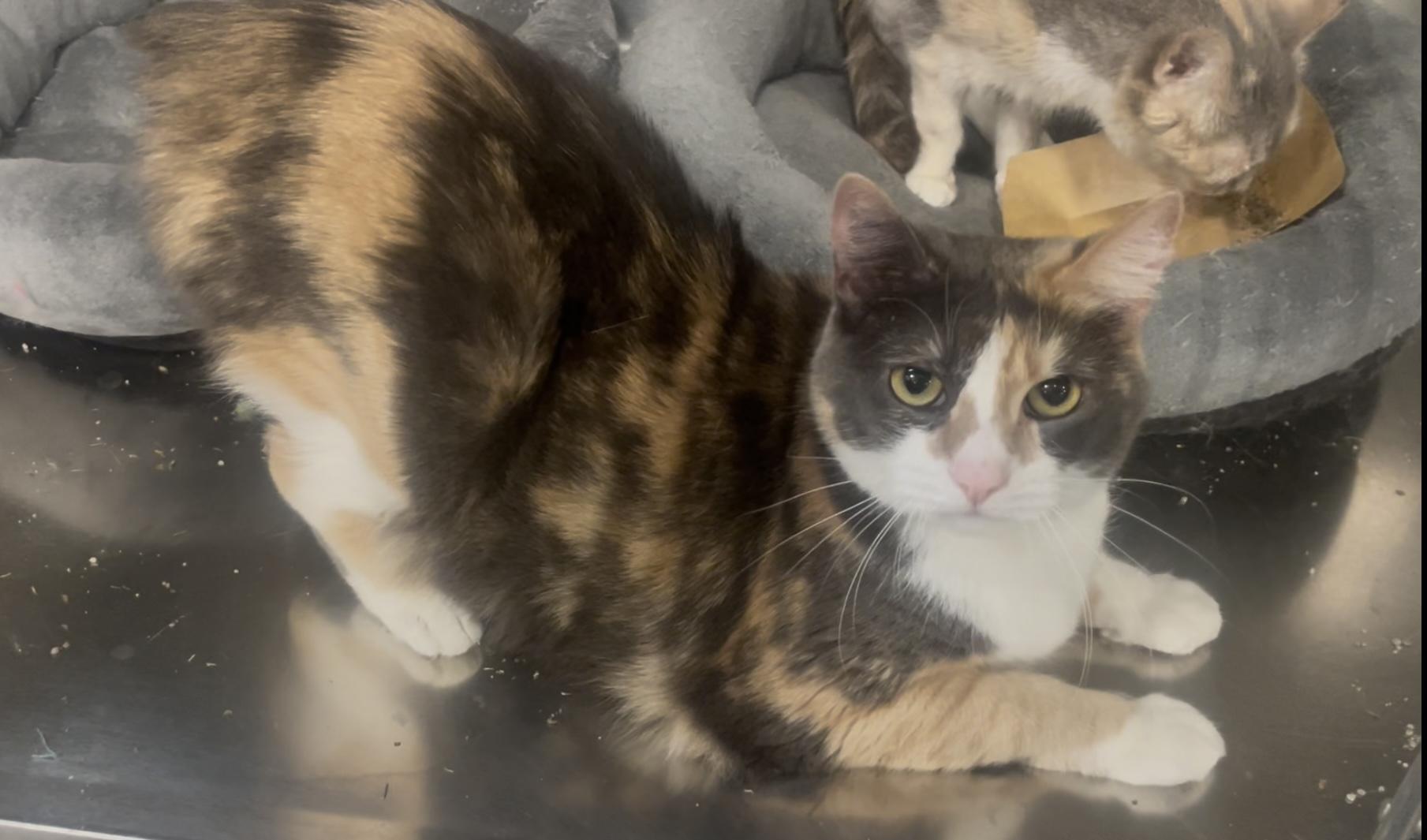 Enlarge Miku and Saya, a Adoptable mixed breed in Baton Rouge, LA image 3/3