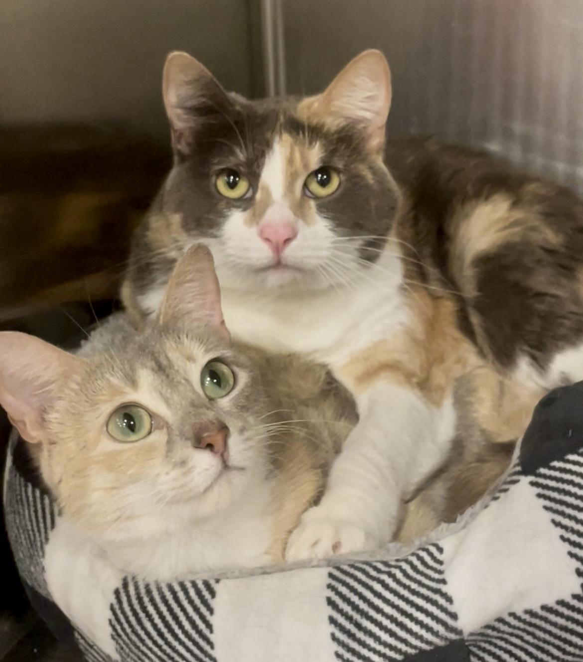 Enlarge Miku and Saya, a Adoptable mixed breed in Baton Rouge, LA image 1/3