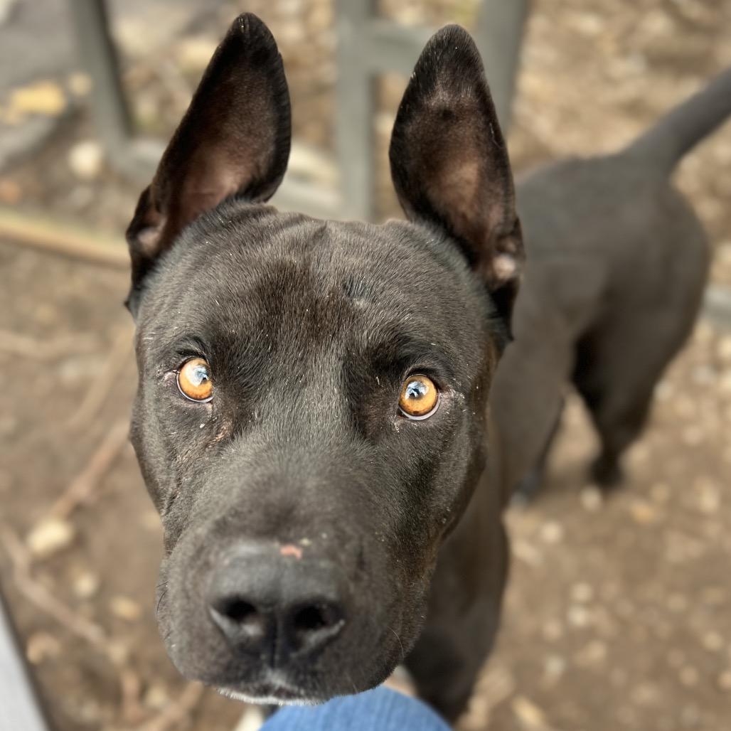 Enlarge Odie, a Adoptable mixed breed in Salt Lake City, UT image 1/6