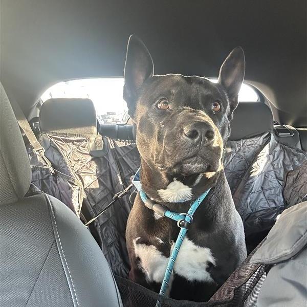 Enlarge Odie, a Adoptable mixed breed in Salt Lake City, UT image 2/6