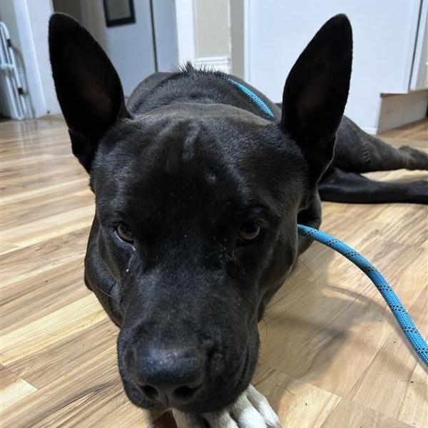 Enlarge Odie, a Adoptable mixed breed in Salt Lake City, UT image 3/6