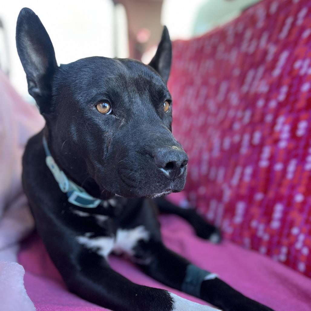 Enlarge Odie, a Adoptable mixed breed in Salt Lake City, UT image 4/6