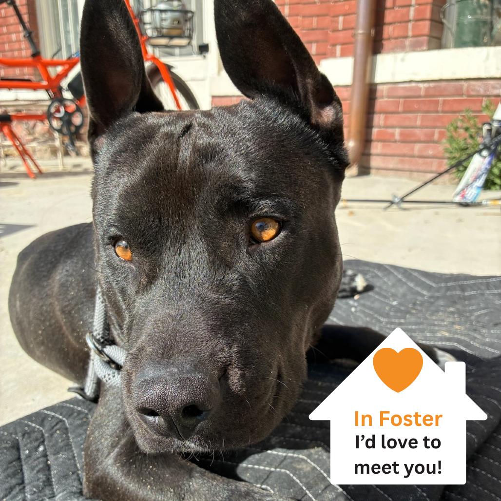 Enlarge Odie, a Adoptable mixed breed in Salt Lake City, UT image 5/6