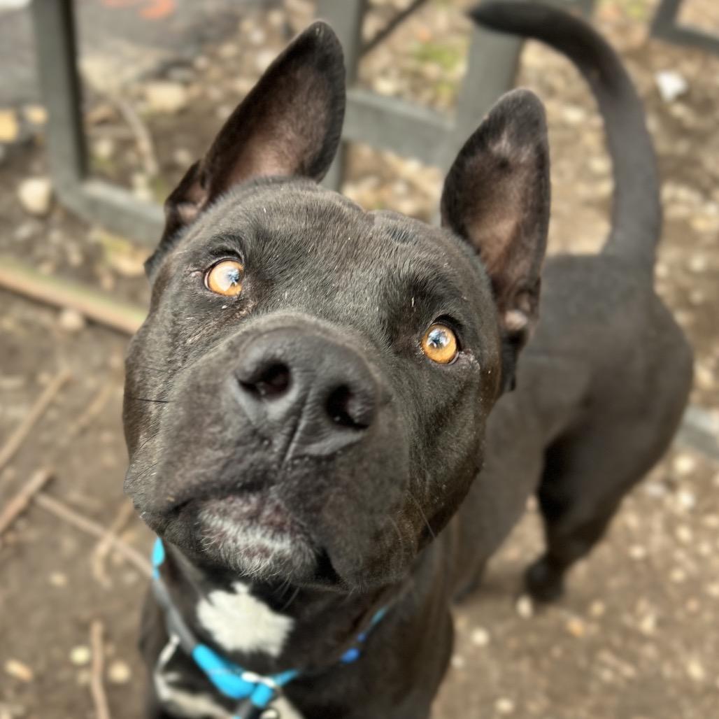 Enlarge Odie, a Adoptable mixed breed in Salt Lake City, UT image 6/6