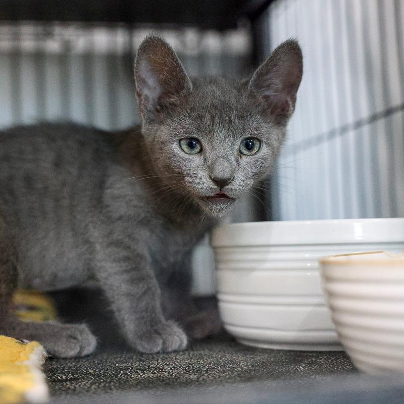 Ophelia, a Adoptable Domestic Short Hair in Bradenton, FL image 1/2