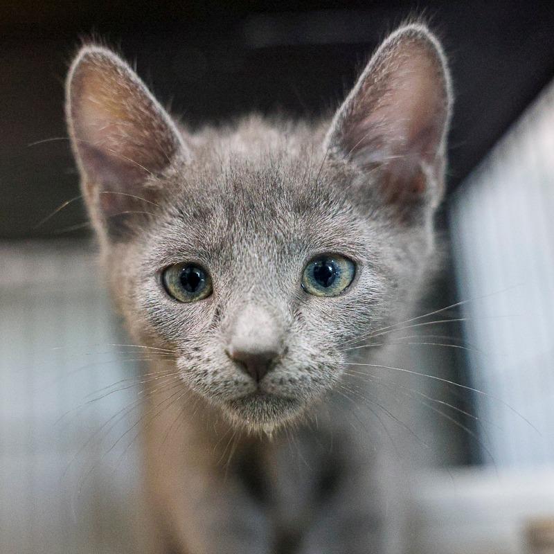 Ophelia, a Adoptable Domestic Short Hair in Bradenton, FL image 2/2
