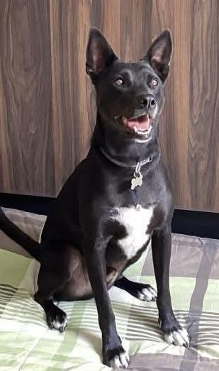 Enlarge Paco Wong, a Adoptable mixed breed in Port Chester, NY image 2/5