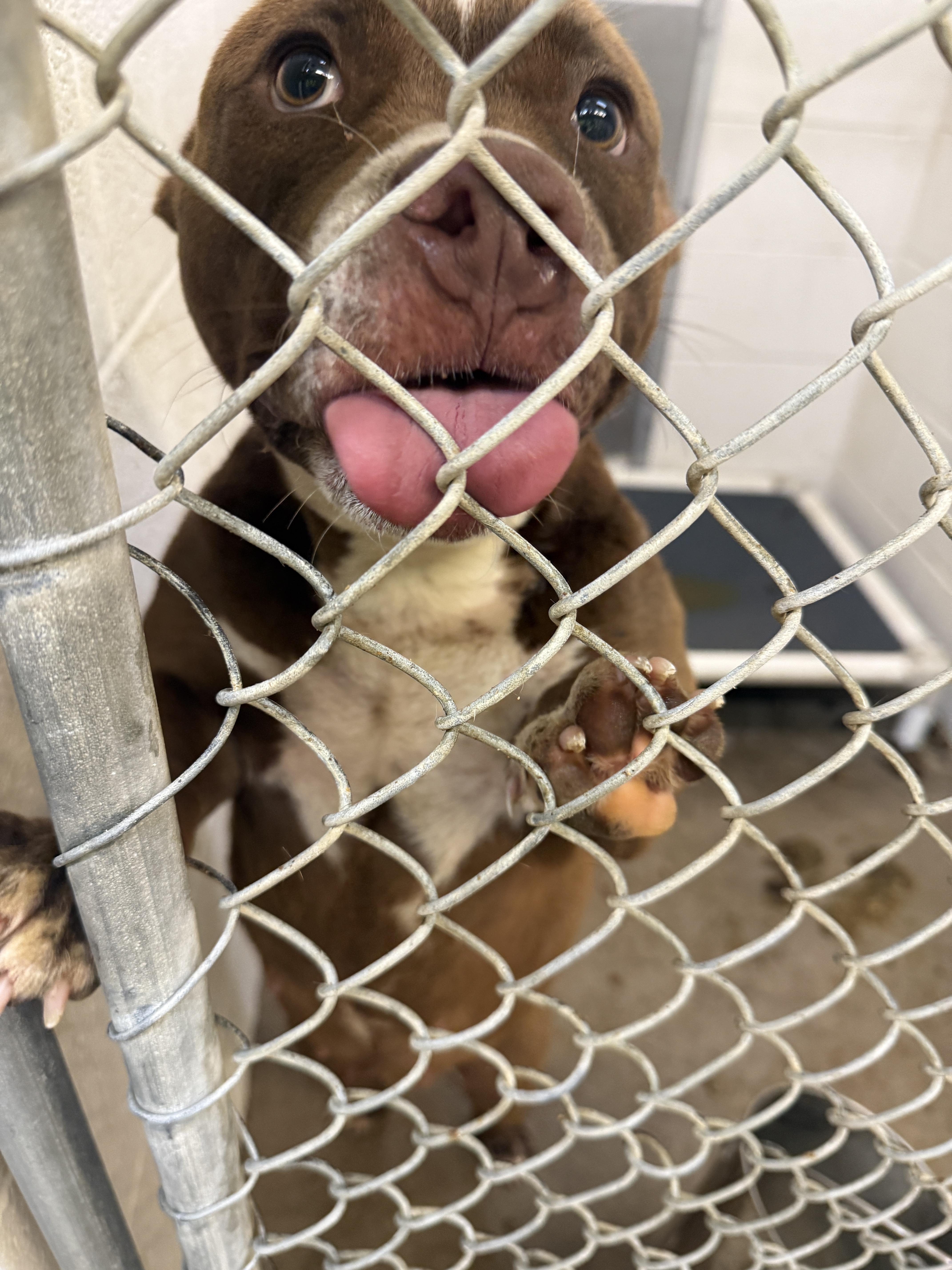 Bambi ( ID# A2026223), ADOPTABLE, Young Male American Bulldog.