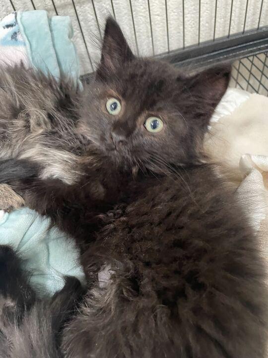 Duchess, an adopted Domestic Long Hair in Jackson, MI image 2/3