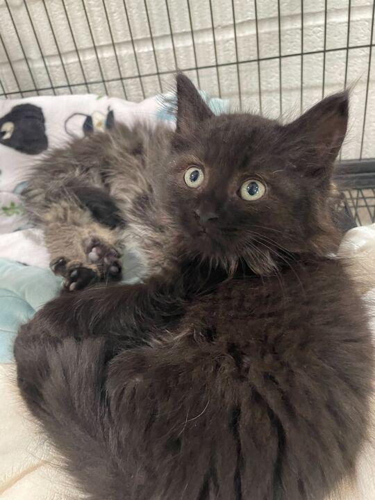 Duchess, an adopted Domestic Long Hair in Jackson, MI image 1/3