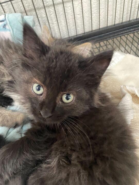 Duchess, an adopted Domestic Long Hair in Jackson, MI image 3/3